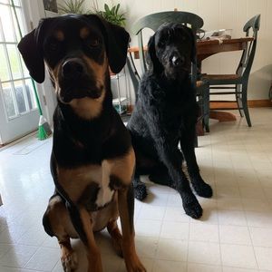 Meet your Posher, Rachel